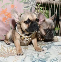 SABLE BLUE, a female French Bulldog for sale in Gaithersburg, MD – 5 of 9