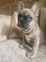 Blue girl, a female French Bulldog for sale in Gaithersburg, MD – 1 of 8