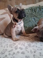 SABLE BLUE, a female French Bulldog for sale in Gaithersburg, MD – 8 of 9