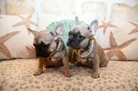 Blue girl, a female French Bulldog for sale in Gaithersburg, MD – 6 of 8