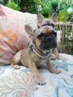 SABLE BLUE, a female French Bulldog for sale in Gaithersburg, MD – 3 of 9