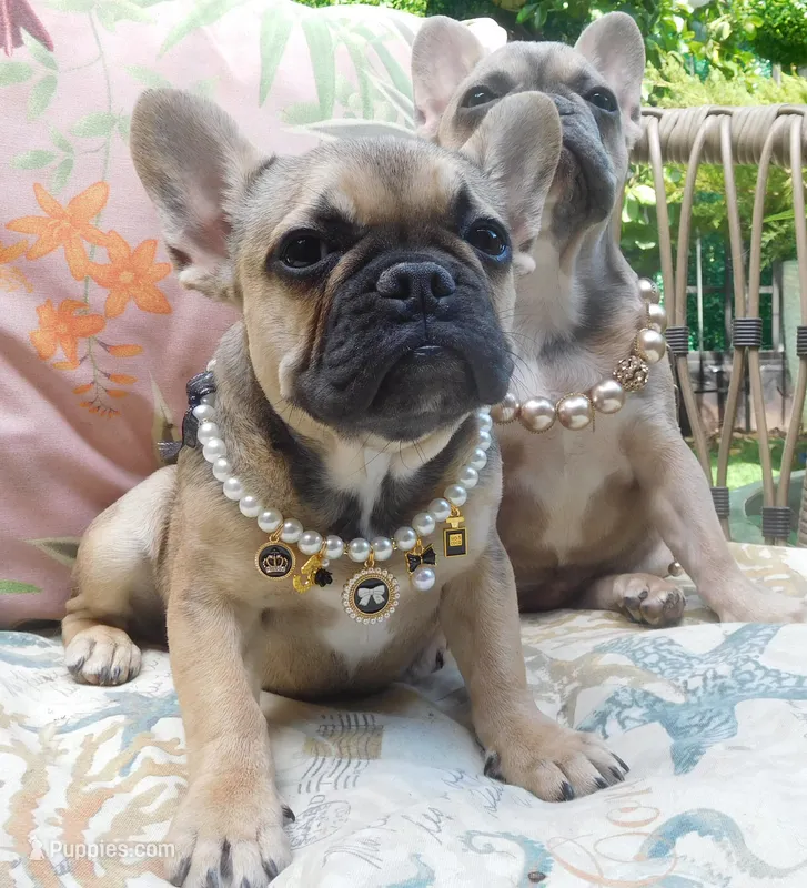 SABLE BLUE – French Bulldog puppy for sale in Gaithersburg, MD