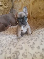 Blue girl, a female French Bulldog for sale in Gaithersburg, MD – 4 of 8