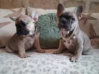 Blue girl, a female French Bulldog for sale in Gaithersburg, MD – 7 of 8