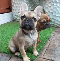 SABLE BLUE, a female French Bulldog for sale in Gaithersburg, MD – 6 of 9
