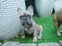 Blue girl, a female French Bulldog for sale in Gaithersburg, MD – 8 of 8