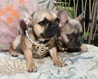 SABLE BLUE, a female French Bulldog for sale in Gaithersburg, MD – 4 of 9