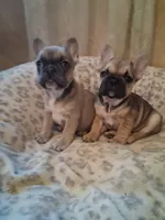 Blue girl, a female French Bulldog for sale in Gaithersburg, MD – 2 of 8
