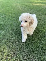 Champ, a male Poodle - Toy  for sale in Greenwood, AR – 2 of 3