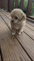 Maple, a female Poodle - Toy  for sale in Greenwood, AR – 4 of 5