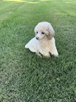 Champ, a male Poodle - Toy  for sale in Greenwood, AR – 3 of 3