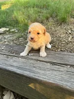 Maple, a female Poodle - Toy  for sale in Greenwood, AR – 1 of 5