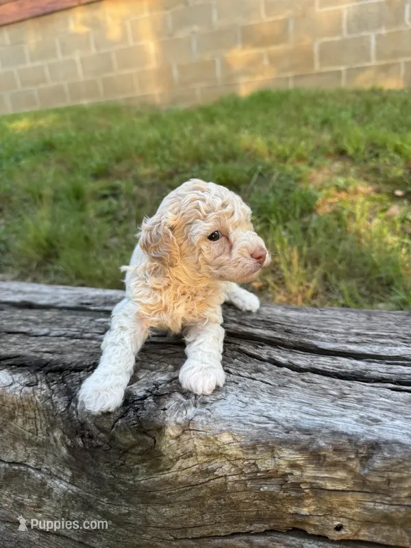 Champ – Poodle - Toy  puppy for sale in Greenwood, AR