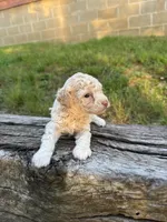 Champ, a male Poodle - Toy  for sale in Greenwood, AR – 1 of 3