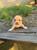 Maple, a female Poodle - Toy  for sale in Greenwood, AR – 3 of 5