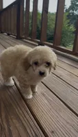 Maple, a female Poodle - Toy  for sale in Greenwood, AR – 5 of 5