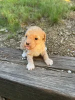 Maple, a female Poodle - Toy  for sale in Greenwood, AR – 2 of 5