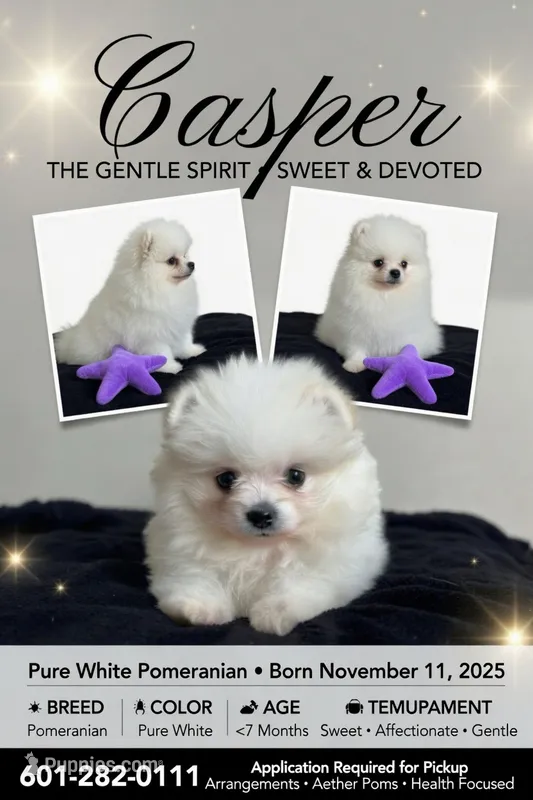 Casper – Pomeranian puppy for sale in Mississippi State, MS