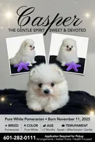 Casper, a male Pomeranian for sale in Mississippi State, MS – 1 of 10