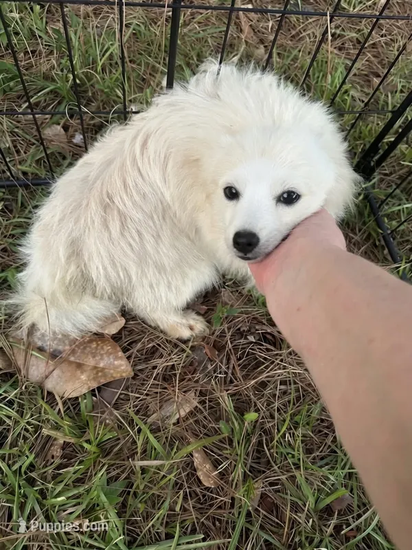 Casper – Pomeranian puppy for sale in Mississippi State, MS