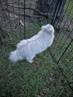 Casper, a male Pomeranian for sale in Mississippi State, MS – 10 of 10