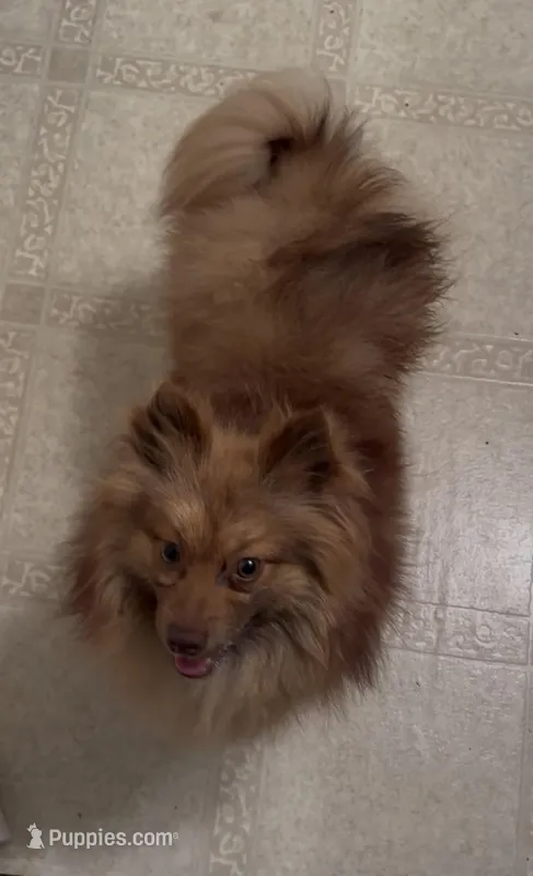 Oscar – Pomeranian puppy for sale in Mississippi State, MS