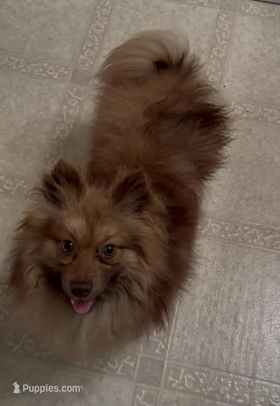 Oscar – Pomeranian puppy for sale in Mississippi State, MS