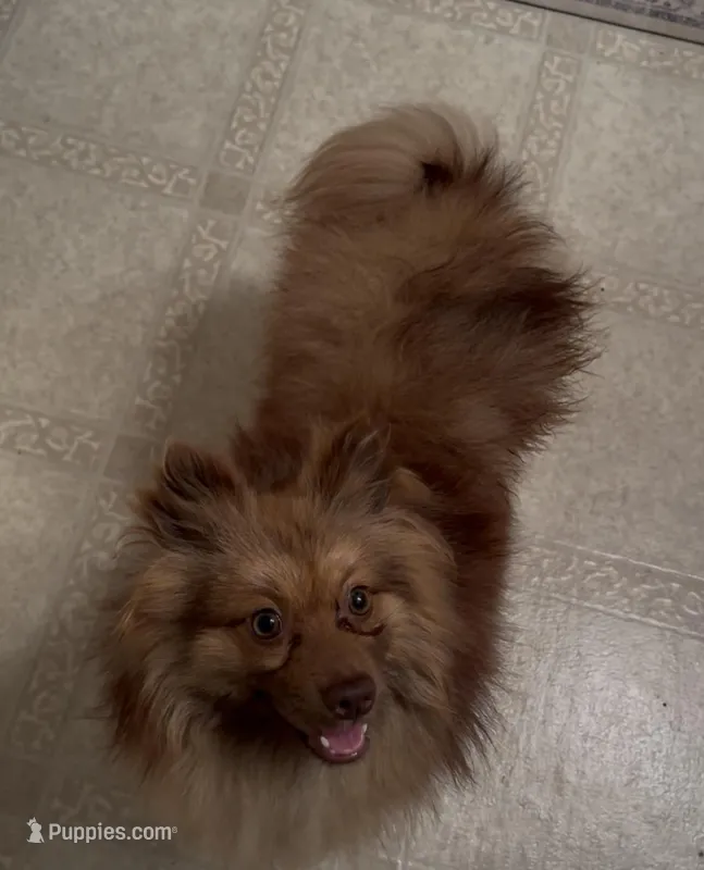 Oscar – Pomeranian puppy for sale in Mississippi State, MS