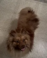 Oscar, a male Pomeranian for sale in Mississippi State, MS – Photo 2 of 6