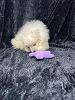 Casper, a male Pomeranian for sale in Mississippi State, MS – Photo 3 of 6