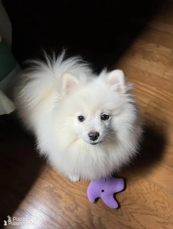 Casper – Pomeranian puppy for sale in Mississippi State, MS
