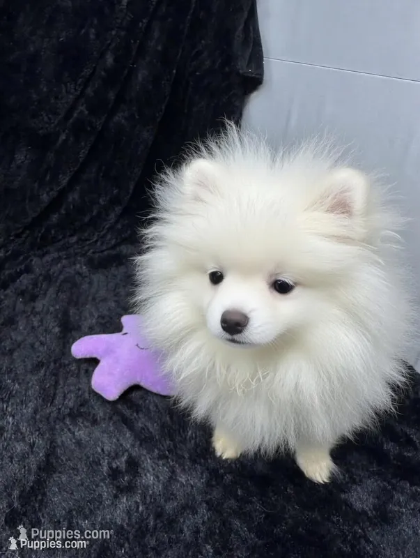 Casper – Pomeranian puppy for sale in Mississippi State, MS