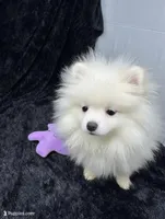 Casper, a male Pomeranian for sale in Mississippi State, MS – 2 of 7