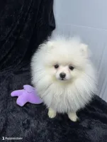 Casper, a male Pomeranian for sale in Mississippi State, MS – 3 of 7