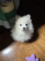 Casper, a male Pomeranian for sale in Mississippi State, MS – Photo 5 of 6