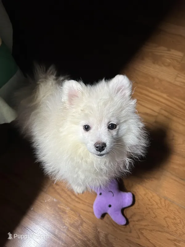 Casper – Pomeranian puppy for sale in Mississippi State, MS