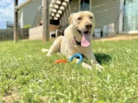 Bella, a female Labrador Retriever for sale in Harrisonburg, VA – 3 of 10