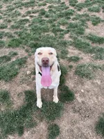 Bella, a female Labrador Retriever for sale in Harrisonburg, VA – 10 of 10