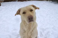 Bella, a female Labrador Retriever for sale in Harrisonburg, VA – 4 of 10