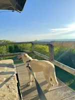 Bella, a female Labrador Retriever for sale in Harrisonburg, VA – 7 of 10