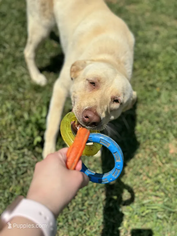 Bella – Labrador Retriever puppy for sale in Harrisonburg, VA