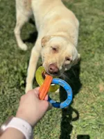 Bella, a female Labrador Retriever for sale in Harrisonburg, VA – 1 of 10