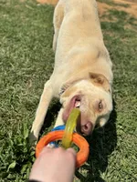 Bella, a female Labrador Retriever for sale in Harrisonburg, VA – 5 of 10