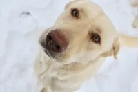 Bella, a female Labrador Retriever for sale in Harrisonburg, VA – 2 of 10