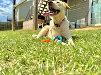 Bella, a female Labrador Retriever for sale in Harrisonburg, VA – 8 of 10