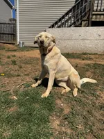 Bella, a female Labrador Retriever for sale in Harrisonburg, VA – 9 of 10