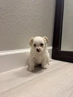 Teddy, a male Maltipoo for sale in Houston, TX – 4 of 4