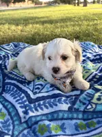 Toby , a male Maltipoo for sale in Houston, TX – 7 of 7