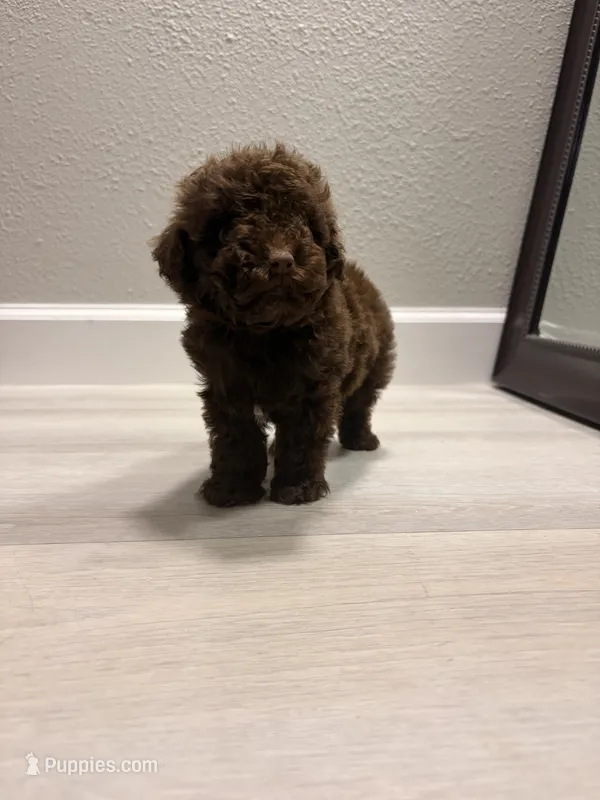 Coco – Poodle - Miniature  puppy for sale in Houston, TX