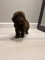 Coco, a male Poodle - Miniature  for sale in Houston, TX – 1 of 6